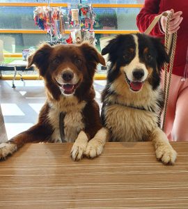 Honden - Dierenkliniek de Waalsprong