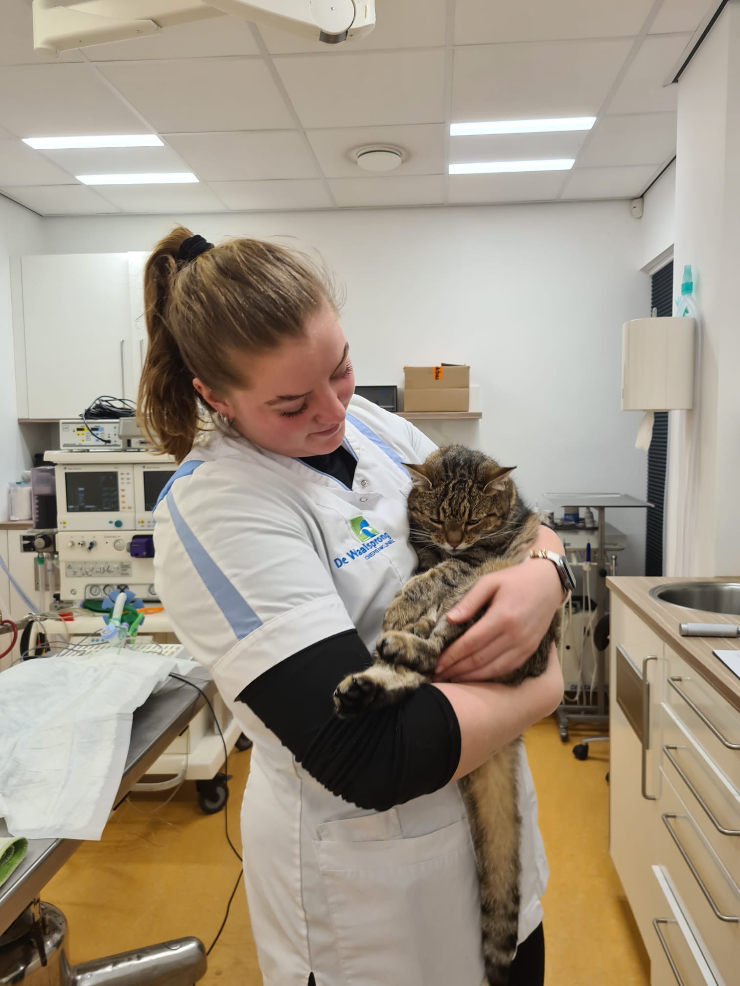 paraveterinair Ashley