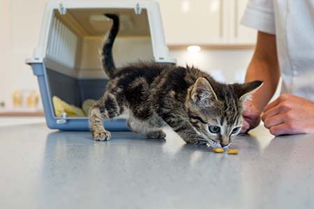 Dierenkliniek de Waalsprong
