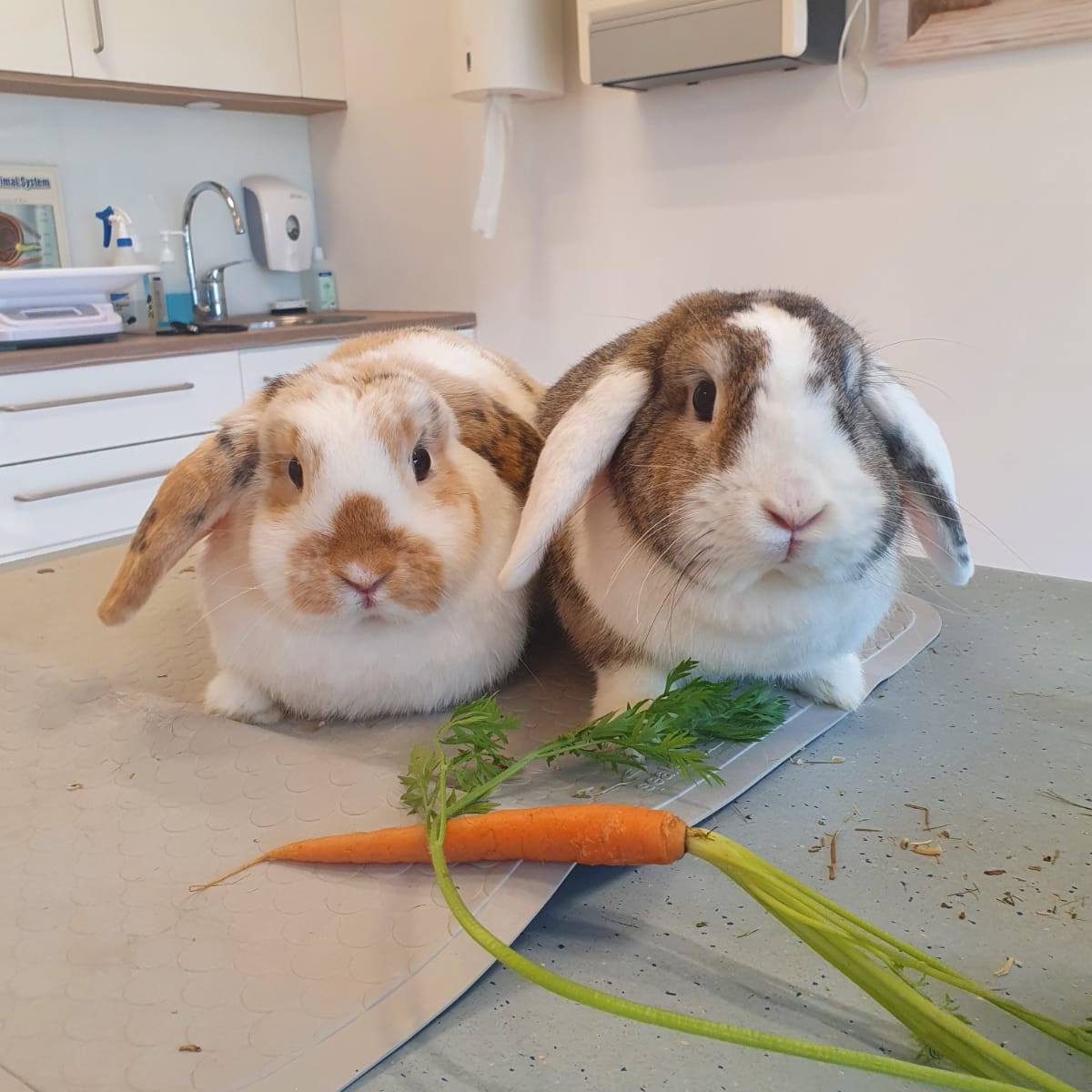 Konijn – Dierenkliniek de Waalsprong