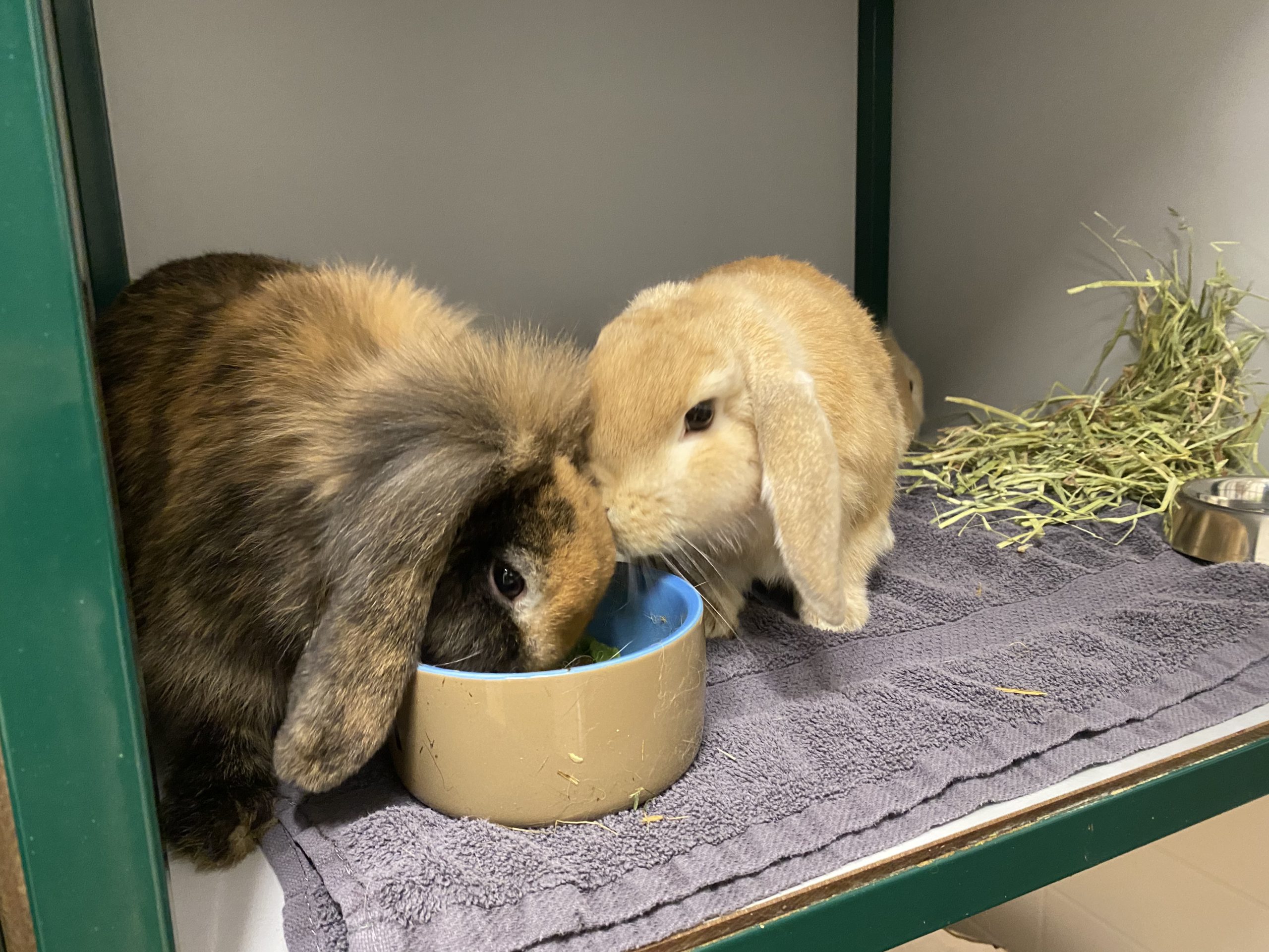 Na een operatie worden konijnen wakker in de opname. Het liefst samen.