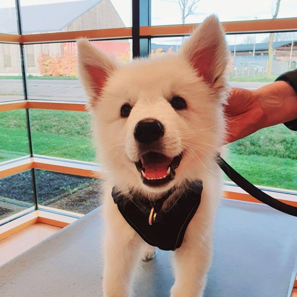 Pup – Dierenkliniek de Waalsprong