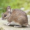 icon-rodent